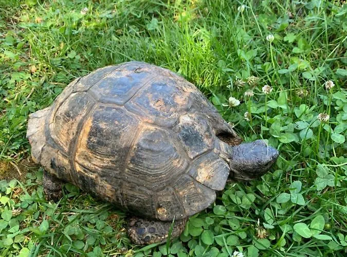 Les Maitres Sonneurs Отель типа 