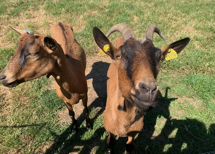 Les Maitres Sonneurs Nocleg ze śniadaniem