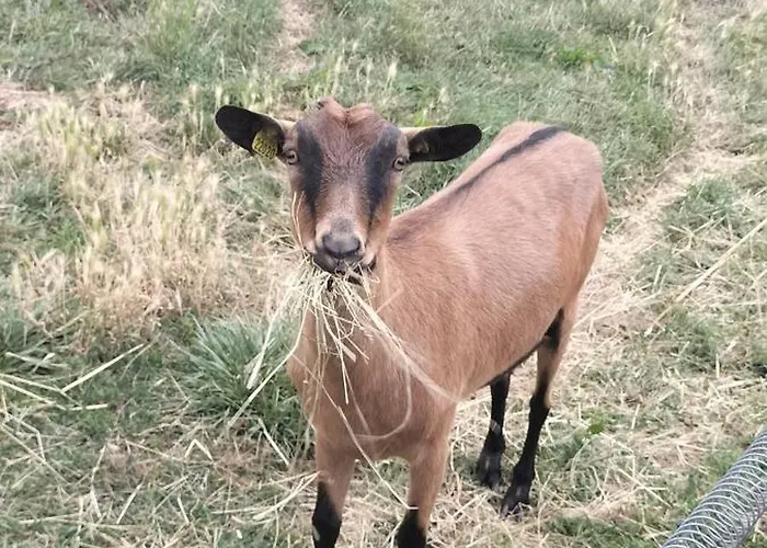 Les Maitres Sonneurs 3* Huriel